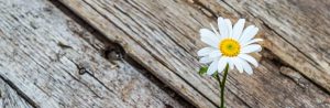 white daisy growing through wood crack